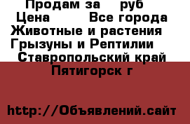 Продам за 50 руб. › Цена ­ 50 - Все города Животные и растения » Грызуны и Рептилии   . Ставропольский край,Пятигорск г.